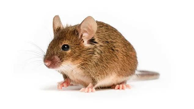 Aβ-3xTg Mice