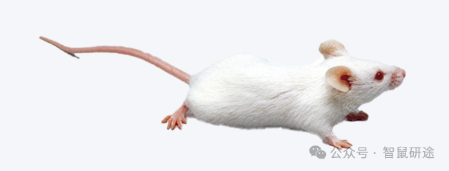 F1小鼠 