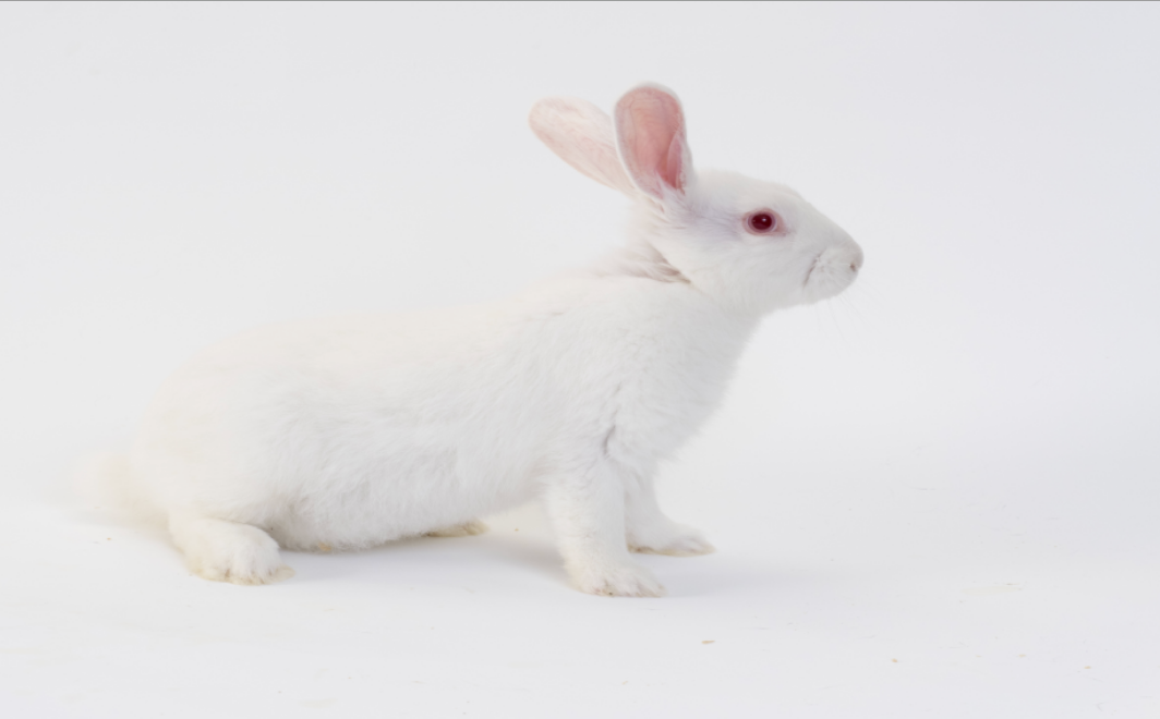 新西兰兔