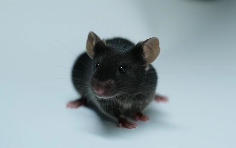 PD-A53T Mice