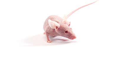 BALB/c-nu Mice