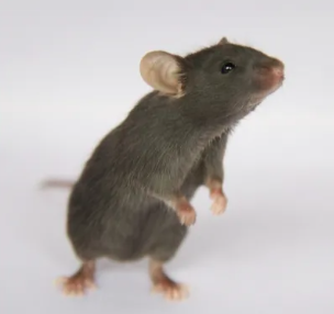 Aβ-5xFAD Mice