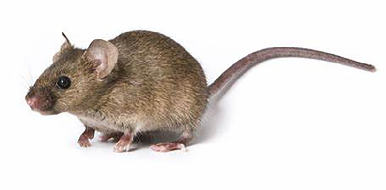 Aβ-APP/PS1 Mice