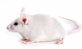 ICR Mice