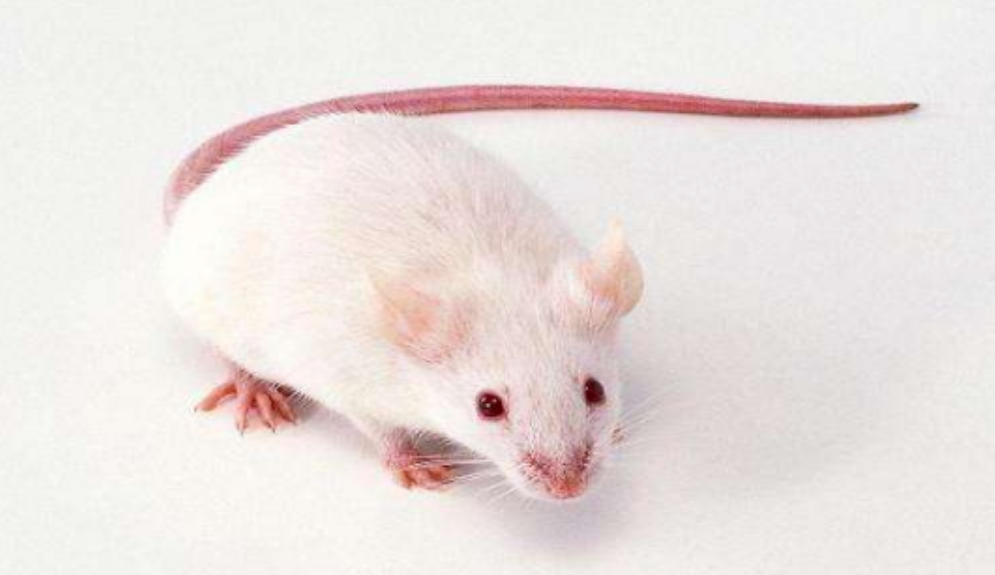 SAMP6 Mice