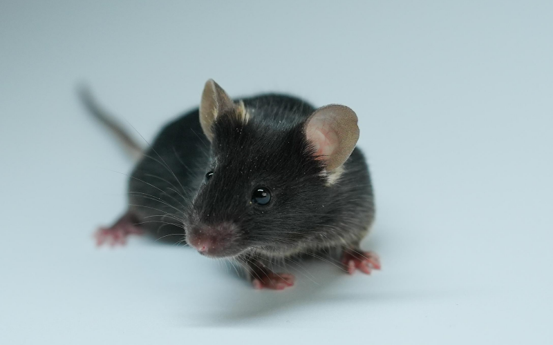 Rag2-KO Mice